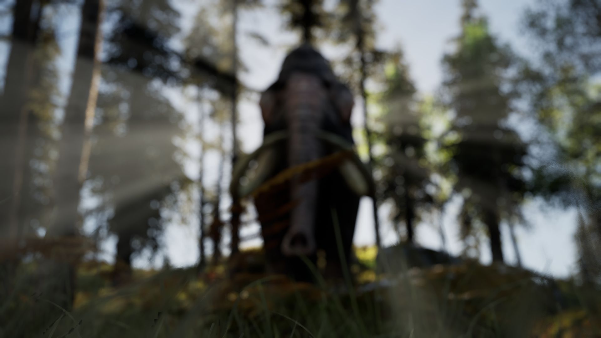 Giants of the forest